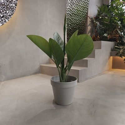 satın al Canlı Ekolojik Plastik Bahçe Tuzakları Su geçirmez 250*175*230MM online manufacture