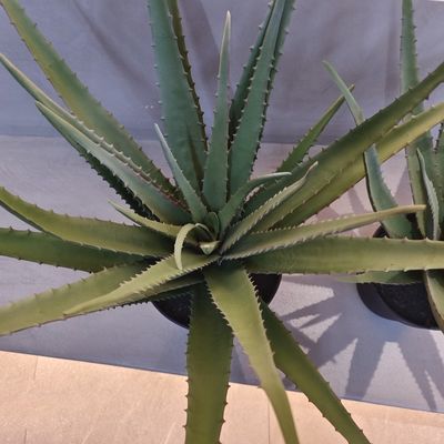 Gerçekçi Plastik Aloe Bitkisi İçeride Dışarıda Yapay Aloe Vera Sahte Yeşillik Dekorasyonu